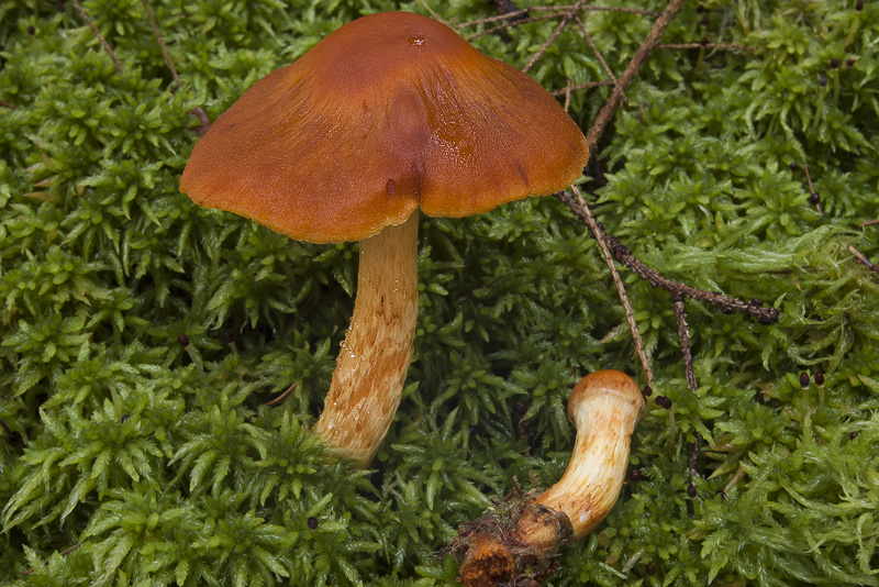 Cortinarius limonius